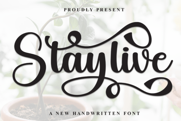 Staylive: A Designer’s Honest Review for Branding